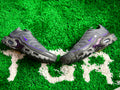 Nike Air Max Plus OG Iron Grey Wild Grape